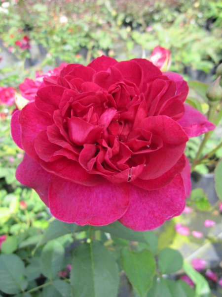 Englische Rose Darcey Bussell