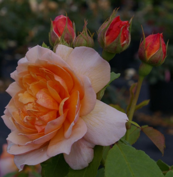 Englische Rose Grace® syn. Auskeppy® - Rosa Grace syn. Auskeppy® - apricot - Duft++++ - Austin-Rose