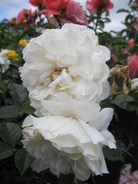 Englische Rose Great North Eastern
