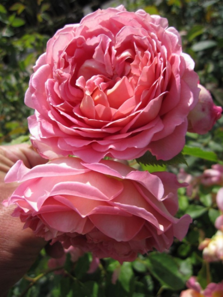 Englische Rose Jubilee Celebration