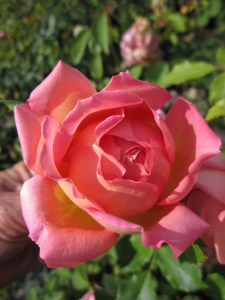 Englische Rose Jubilee Celebration
