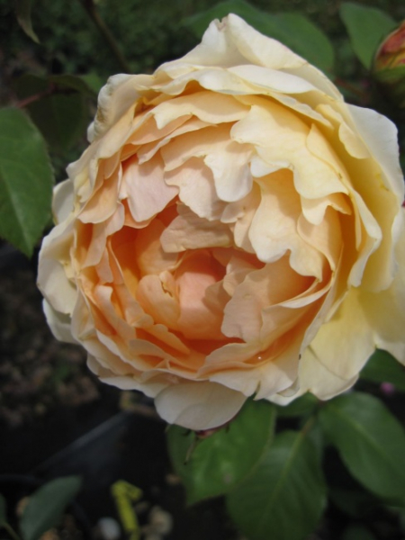 Englische Rose Jude the Obscure