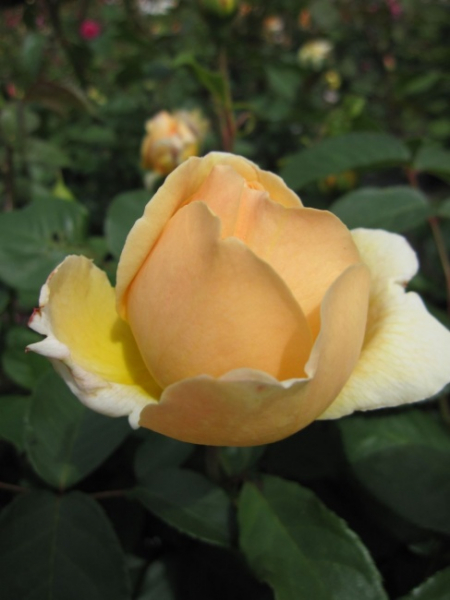 Englische Rose Jude the Obscure