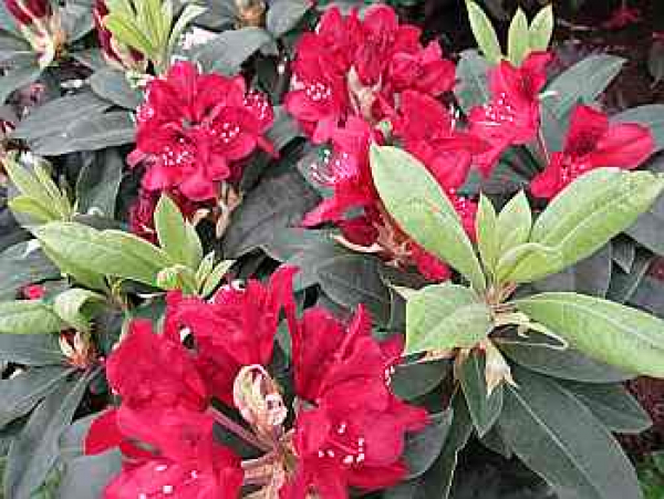 Rhododendron Hybride Matador - Großblumige Alpenrose - 30-40cm