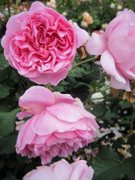 Englische Rose Maid Marion