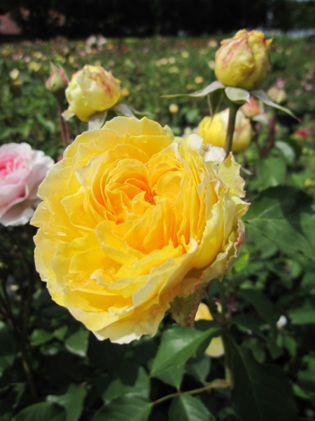 Englische Rose Molineux