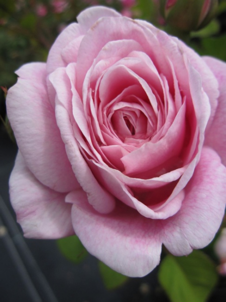 Englische Rose Queen Anne (R) - Englische Rose -