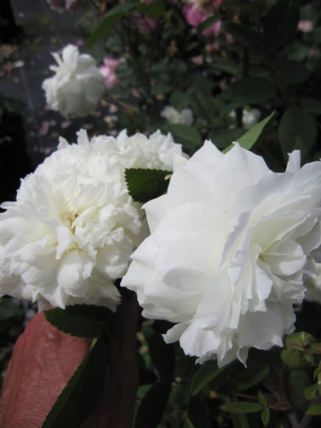 Englische Rose Susan Williams Ellis