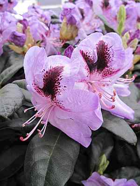 Rhododendron Hybride Metallica - Großblumige Alpenrose 30-40cm