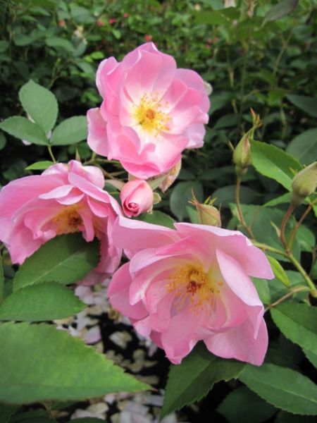 Englische Rose The Ladys Blush (R) - Englische Rose -