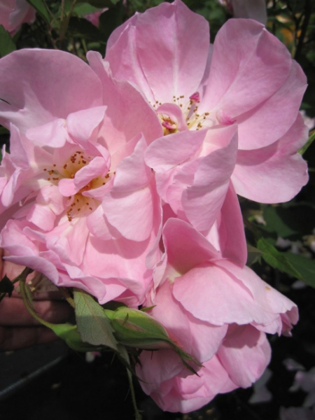 Englische Rose The Ladys Blush (R) - Englische Rose -