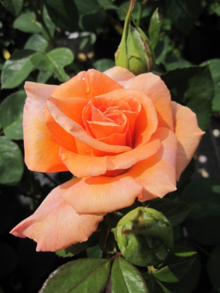 Edelrose Warm Wishes® syn. Fryxotic® - Rosa Warm Wishes® syn. Fryxotic® - pfirsich-koralle - Duft++ -