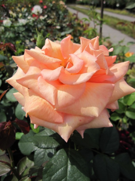 Edelrose Warm Wishes® syn. Fryxotic® - Rosa Warm Wishes® syn. Fryxotic® - pfirsich-koralle - Duft++ -