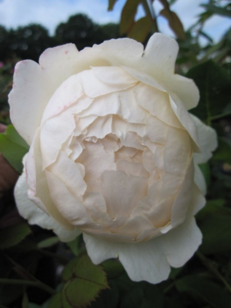 Rose Wollerton Old Hall