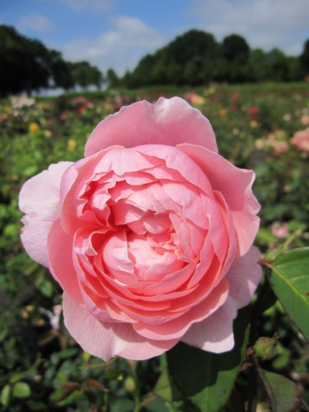Englische Rose The Alnwick Rose (R) - Englische Rose -