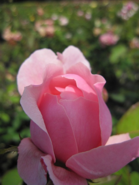 Englische Rose The Alnwick Rose (R) - Englische Rose -
