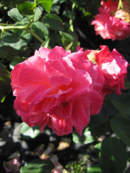 Kletterrose Anne Dakin ® - Kletterrose -