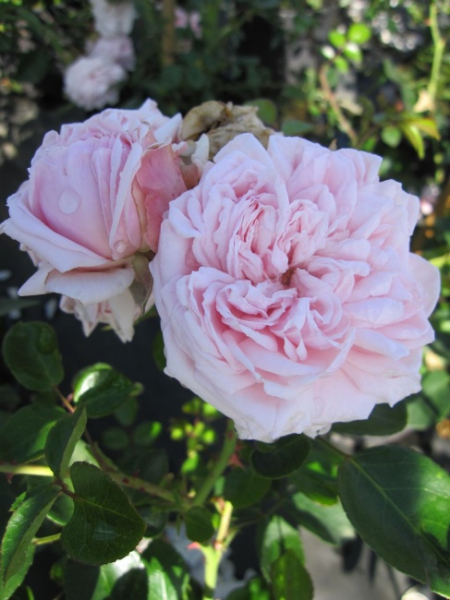 Kletterrose Awakening (R) - Kletterrose -