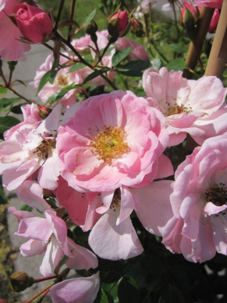 Kletterrose Bournonville (R) - Kletterrose -