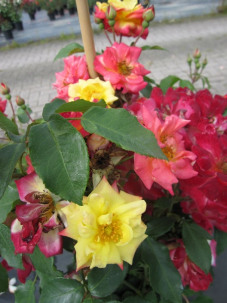 Kletterrose Chameleon (R) - Kletterrose -