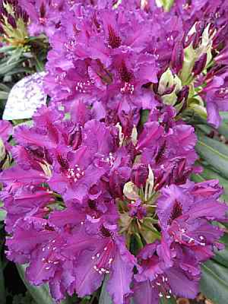 Rhododendron Hybride Mogambo - Großblumige Alpenrose - 30-40cm