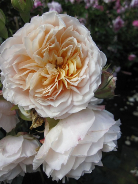 Kletterrose Ginger Syllabub