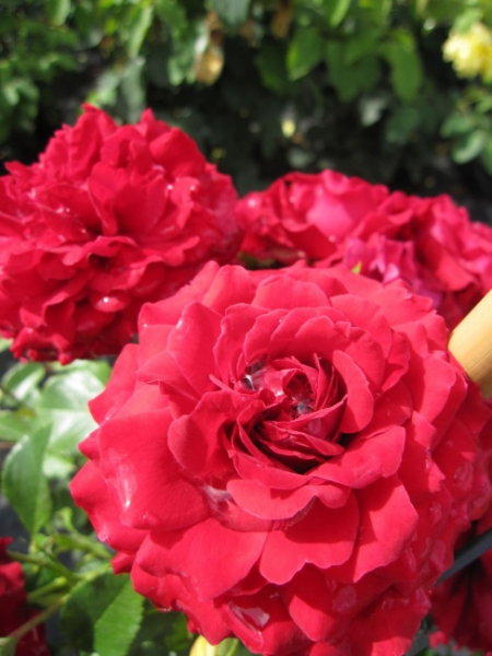 Kletterrose Grand Award (R) - Kletterrose -