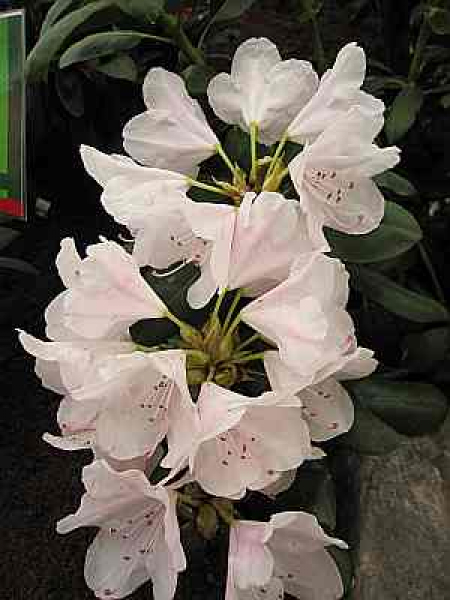 Rhododendron Hybride More Months - Großblumige Alpenrose 30-40