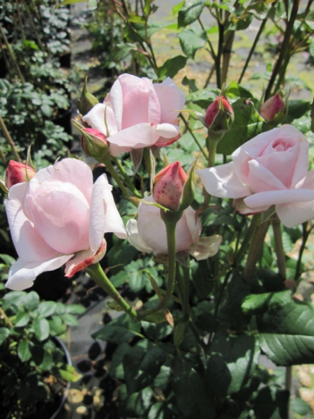 Kletterrose Papi Delbard (R) - Kletterrose -