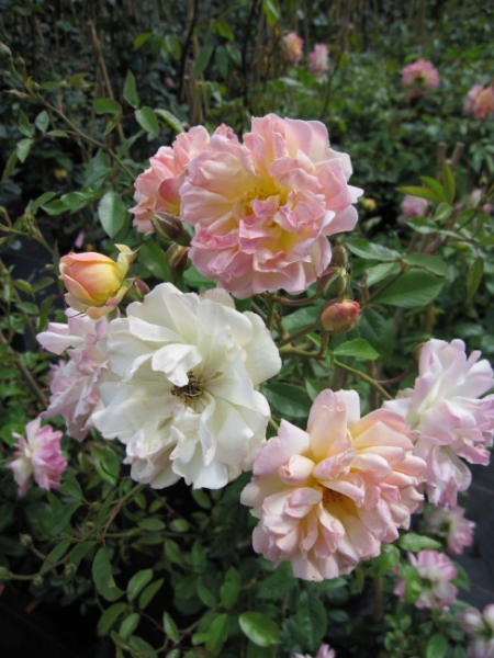 Kletterrose Phillis Bide (R) - Kletterrose -