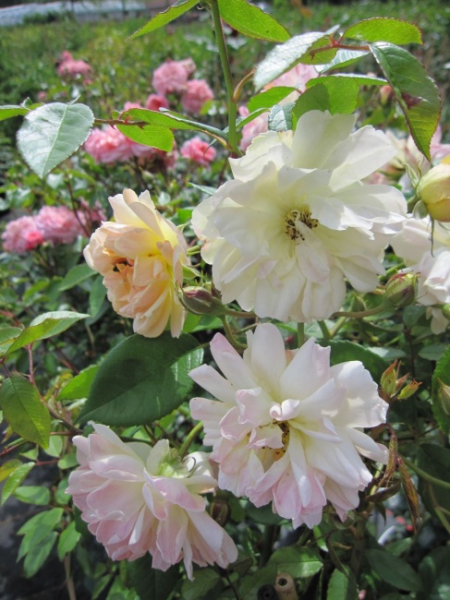 Kletterrose Phillis Bide (R) - Kletterrose -