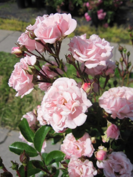 Kletterrose Rosenholm ® - zartrosa - gefüllt - Duft++