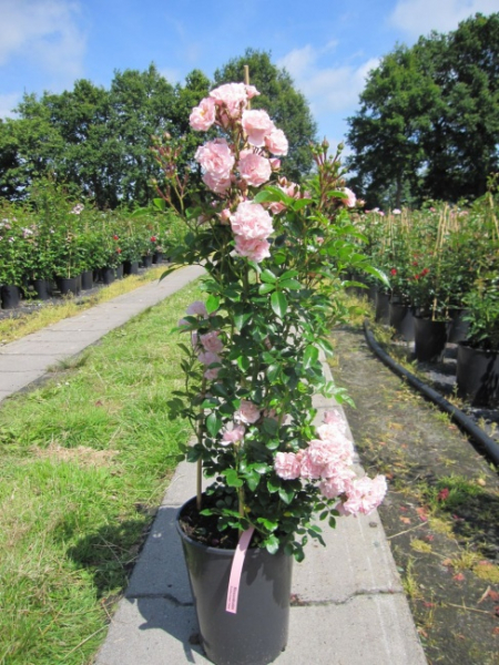 Kletterrose Rosenholm ® - zartrosa - gefüllt - Duft++