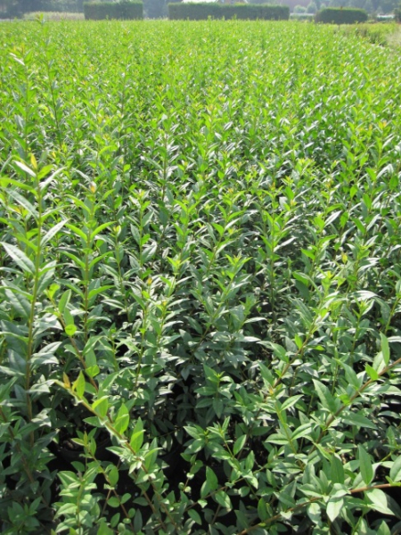 Schwarzgrner Liguster Atrovirens - wintergrne Heckepflanze - cremeweie  Rispenblten - Duft+ - Pflanzen online kaufen