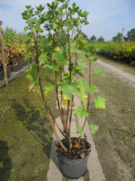 Ribes aureum - Gold-Johannisbeere -  60-100