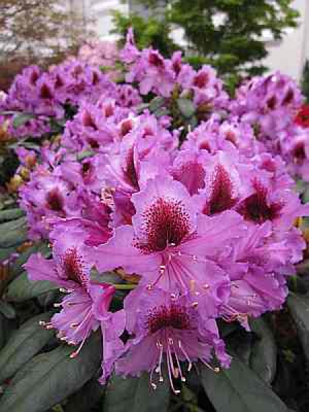Großblumige Alpenrose Orakel