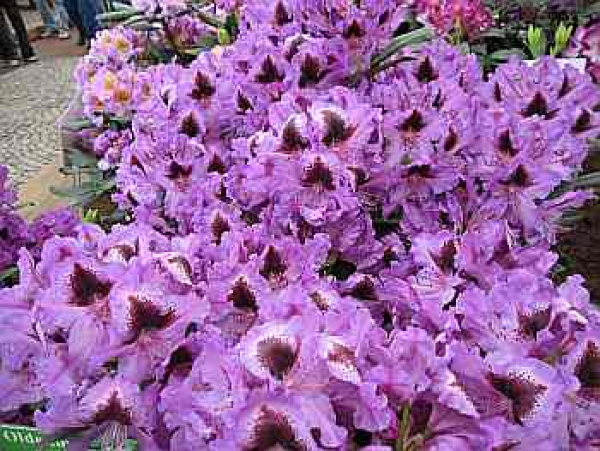 Rhododendron hybr. "Park Graal-Müritz" 30-40
