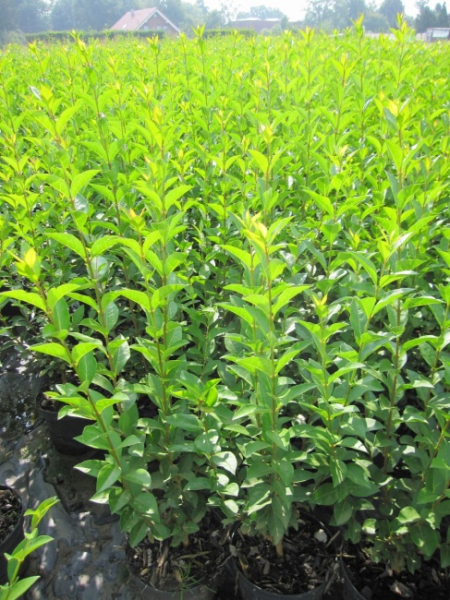 Ligustrum ovalifolium  - Ovalblättriger Liguster - 60-100