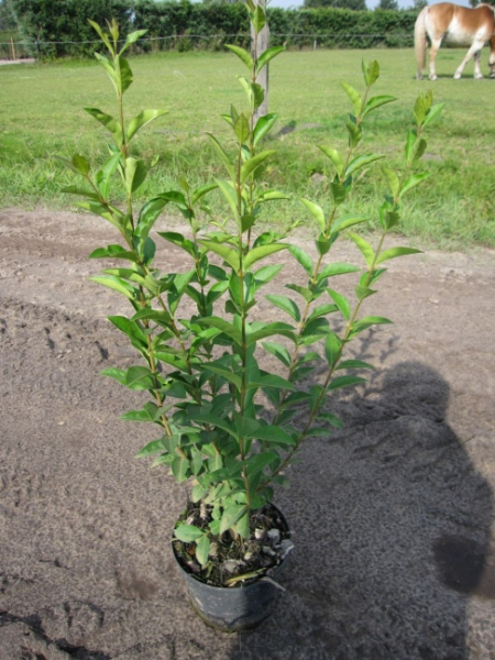 Ligustrum ovalifolium  - Ovalblättriger Liguster - 60-100