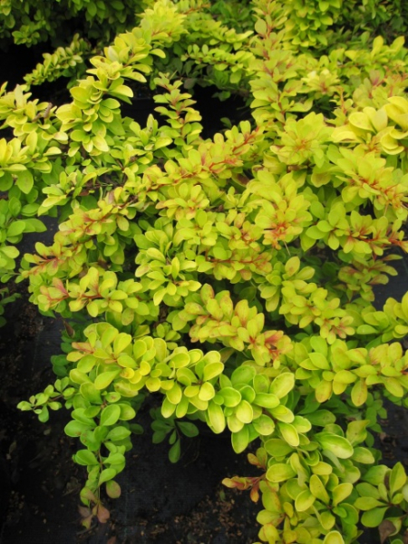 Gelbrote Berberitze Diabolicum