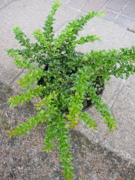 Berberis verruculosa - Warzige Berberitze - immergrün -  20-25 cm