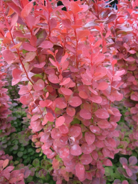 Berberis thunbergii Orange Rocket (R) - Raketen-Berberitze - 25-30
