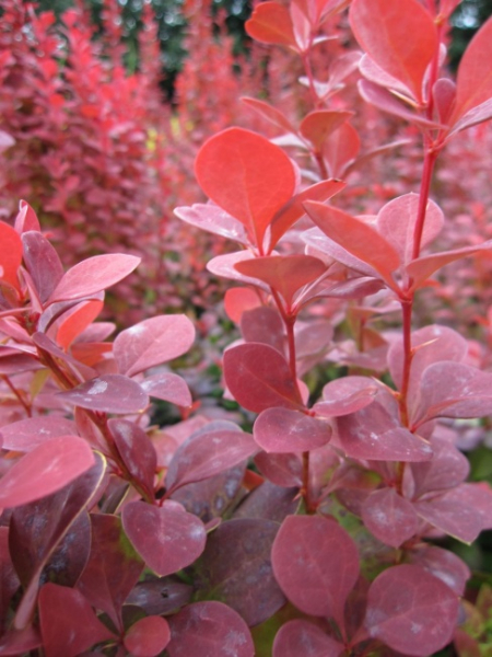 Berberis thunbergii Orange Rocket (R) - Raketen-Berberitze - 25-30