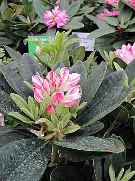 Rhododendron hybr. Picotee