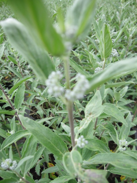 Caryopteris clandonensis Thetis (R) - Bartblume - 30-40