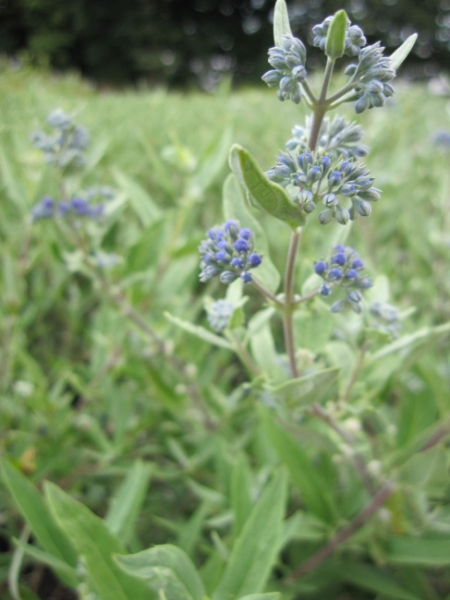 Caryopteris clandonensis Kew Blue - Bartblume - 30-40