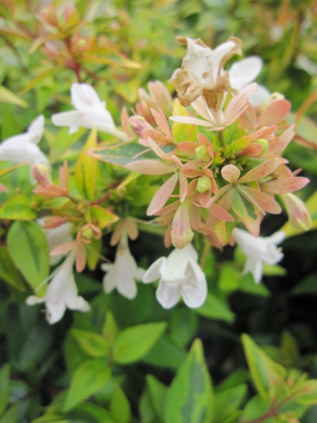 Abelia grandiflora Kaleidoscope  - Großblumige Abelie - 25-30