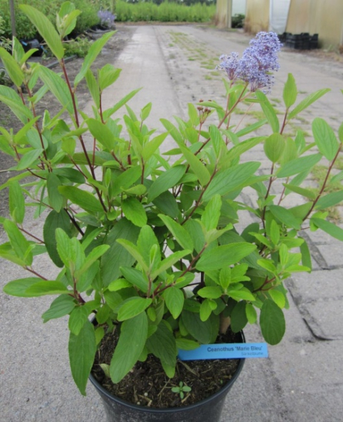 Ceanothus delilianus Marie Bleu (R) - Säckelblume - 40-60