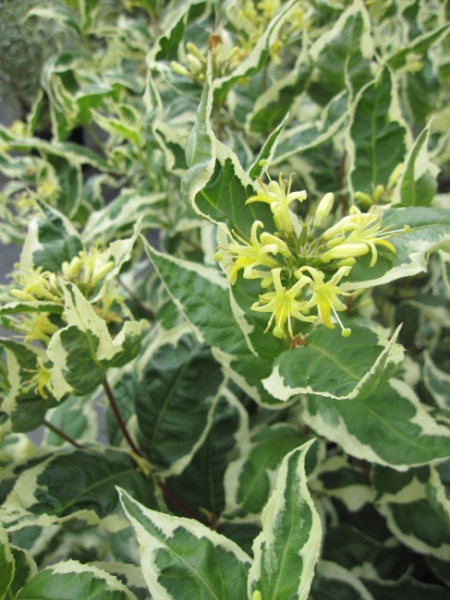 Diervilla sessilifolia Cool Splash ® - Amerikanische Weigelie - 30-40