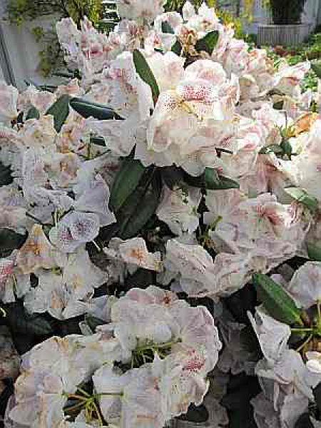 Rhododendron hybr. Prinses Maxima